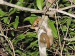 Madame Berthe's mouse lemur (Microcebus berthae)