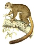 Coquerel's giant mouse lemur (Mirza coquereli)