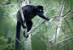 blue-eyed black lemur (Eulemur flavifrons)