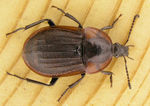 Phosphuga atrata (carrion beetle)