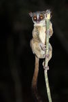 Rondo dwarf galago, Rondo bushbaby (Galagoides rondoensis)