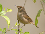 Blyth's reed warbler (Acrocephalus dumetorum)