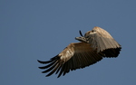 Cape griffon, Cape vulture, Kolbe's vulture (Gyps coprotheres)