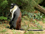 Roloway monkey (Cercopithecus roloway)