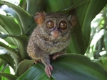 spectral tarsier (Tarsius spectrum, Tarsius tarsier)