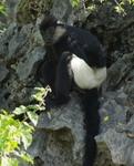 Delacour's langur, Delacour's lutung (Trachypithecus delacouri)