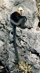 white-headed langur (Trachypithecus poliocephalus)