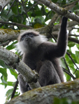 western purple-faced langur (Semnopithecus vetulus nestor)