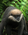 purple-faced langur, purple-faced leaf monkey (Semnopithecus vetulus, Trachypithecus vetulus)