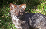 Darwin's fox, Darwin's Zorro (Lycalopex fulvipes)