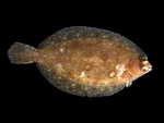 lemon sole (Microstomus kitt)