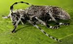 Lime longhorn (Oplosia cinerea)