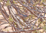 Cinderella waxbill (Estrilda thomensis)