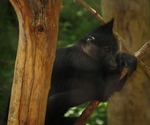 black crested mangabey (Lophocebus aterrimus)