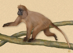 kipunji, highland mangabey (Rungwecebus kipunji)