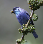 black-capped tanager (Tangara heinei)