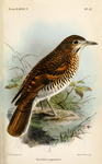 russet-tailed thrush (Zoothera heinei)