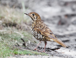 Bassian thrush, olive-tailed thrush (Zoothera lunulata)