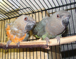 Red-bellied parrot (Poicephalus rufiventris)