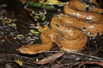 dusky dwarf boa (Tropidophis melanurus)