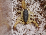 Desert hairy scorpion, black hairy scorpion (Hadrurus spadix)