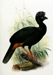 wattled curassow (Crax globulosa)