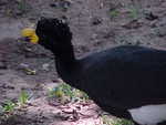 Yellow-knobbed curassow, Crax daubentoni