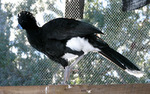 Blue-billed curassow, blue-knobbed curassow (Crax alberti)