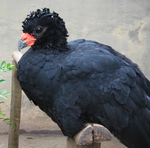 Red-billed curassow, red-knobbed curassow (Crax blumenbachii)