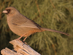 Abert's towhee (Melozone aberti)