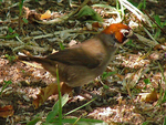 Prevost's ground sparrow (Melozone biarcuatum)