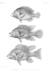 Paratilapia bleekeri, Paratilapia polleni, Ptychochromis grandidieri