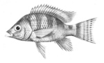 Ptychochromis oligacanthus