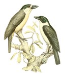 Van Dam's vanga (Xenopirostris damii)