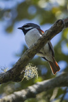 red-tailed vanga (Calicalicus madagascariensis)