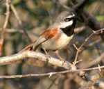 red-shouldered vanga (Calicalicus rufocarpalis)