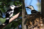 hook-billed vanga (Vanga curvirostris)