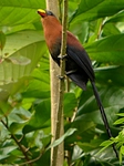 yellow-billed malkoha (Phaenicophaeus calyorhynchus)