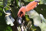 Raffles's malkoha (Rhinortha chlorophaea)