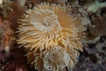 Sabellastarte longa (feather-duster worm, giant fanworm)