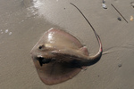 bluntnose stingray, Say's stingray (Dasyatis say)