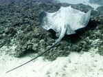 broad stingray (Dasyatis lata)