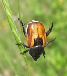 Anisoplia austriaca (wheat grain beetle)