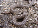 Riccioli's snake, southern smooth snake (Coronella austriaca)