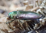 Eurythyrea austriaca (jewel beetle)