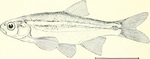 redside shiner (Richardsonius balteatus)