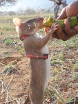 Gambian pouched rat (Cricetomys gambianus)