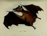 Gambian epauletted fruit bat (Epomophorus gambianus)