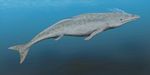 Protocetus atavus