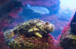 Black scorpionfish (Scorpaena porcus)